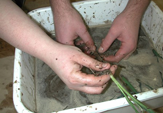 Hands cleaning a plant in water