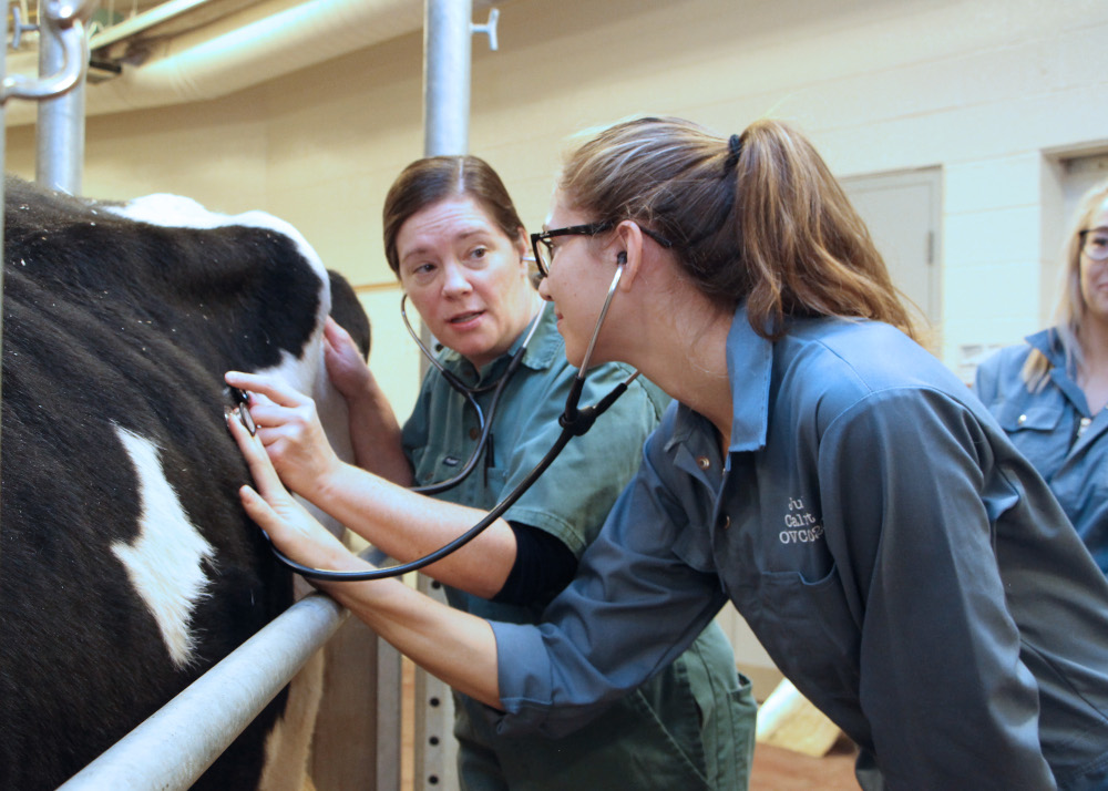 Two veterinarians examing a cow