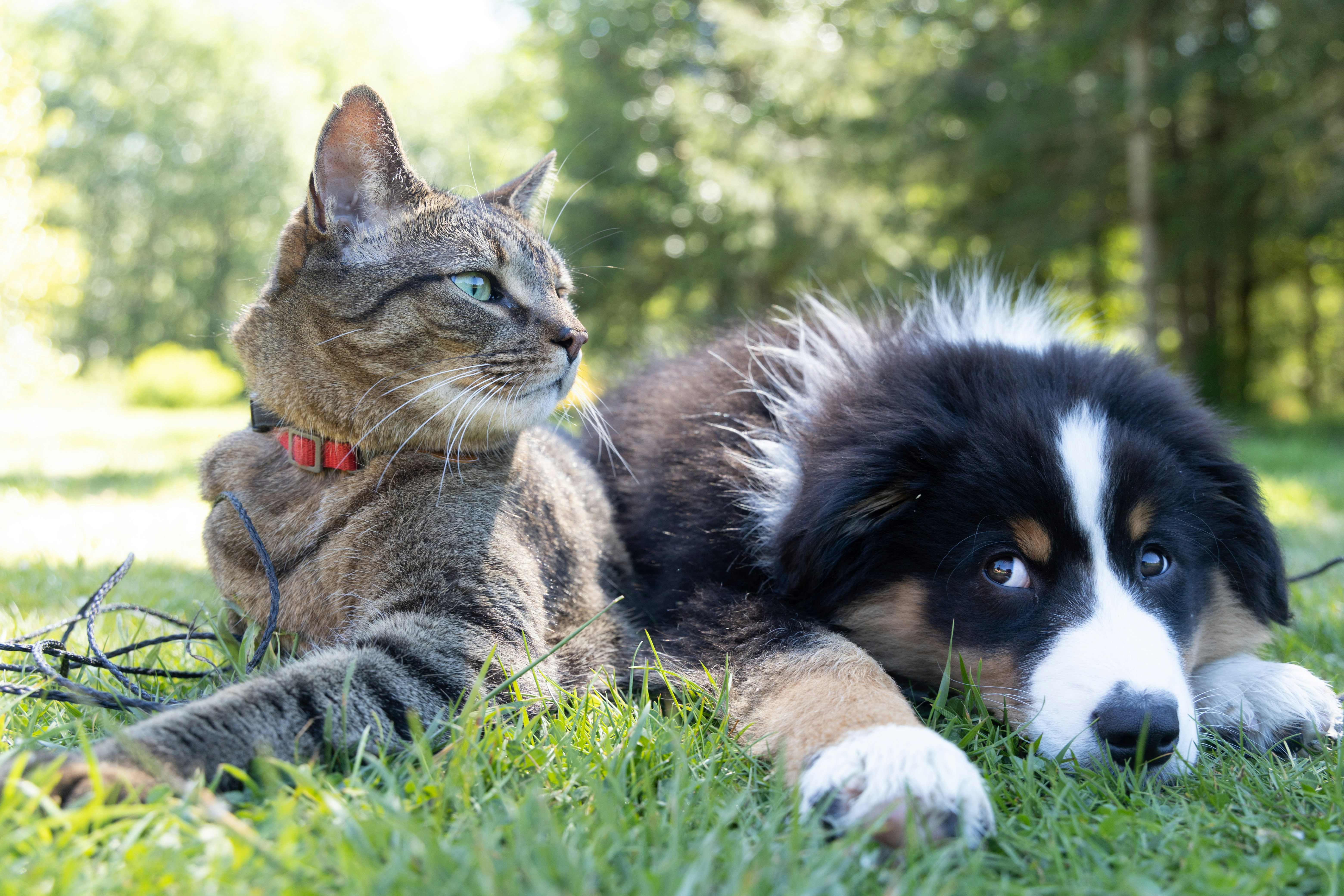 A tabby cat with a red collar lies next to a brown, white, and black dog, also lying on the ground, on a lawn with trees in the background