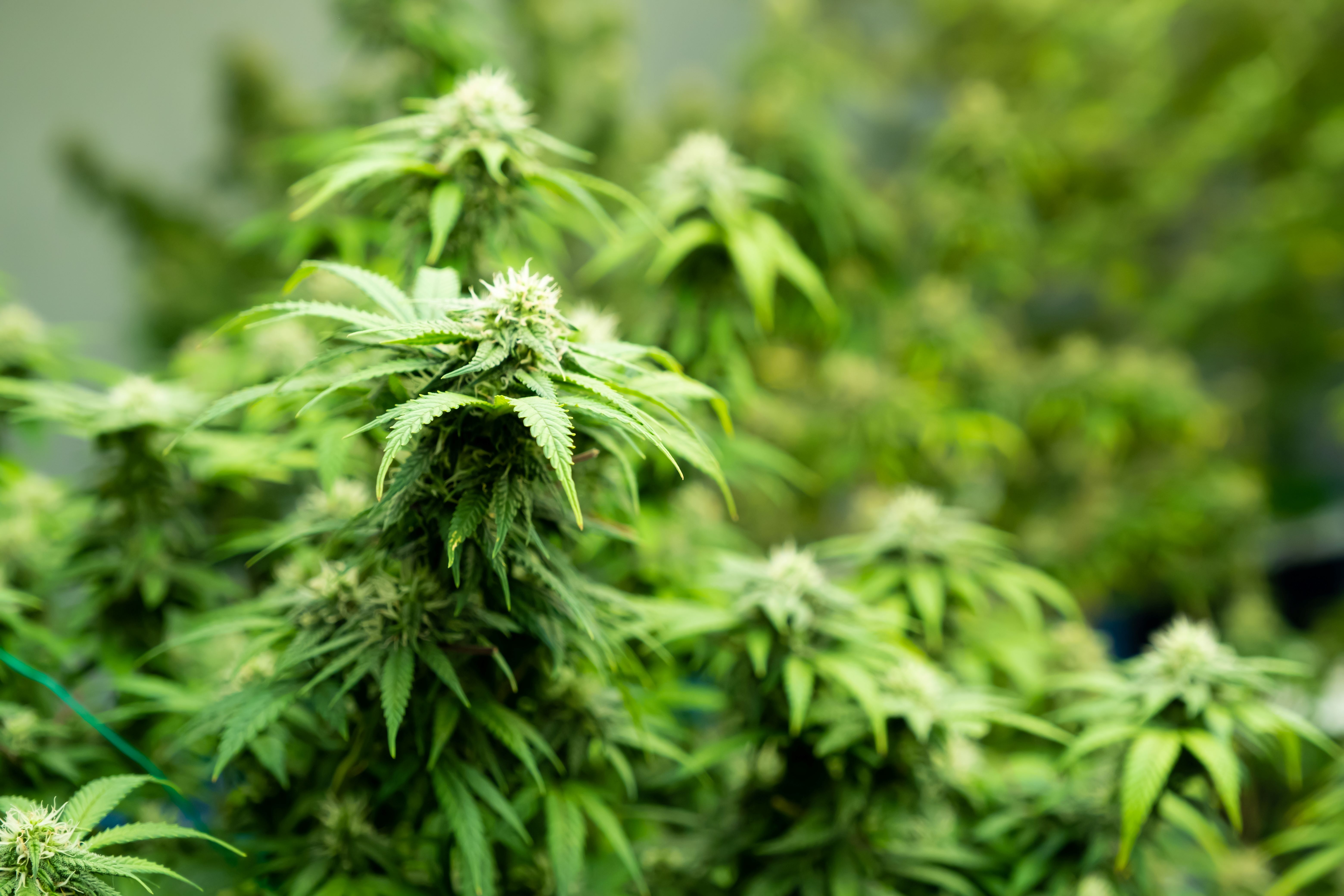 A group of marijuana plants