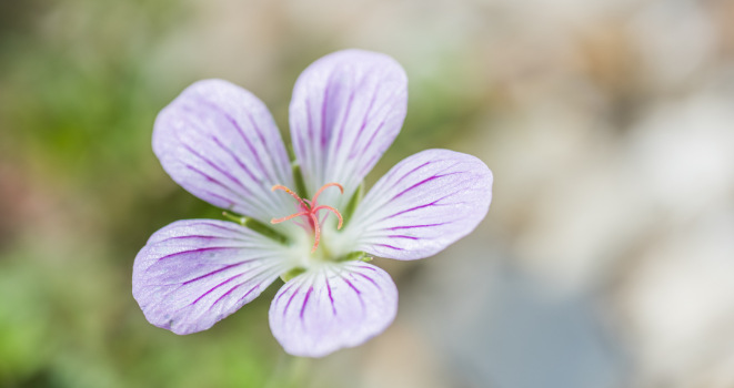 Photo of a Carolina Spring Beauty flower
