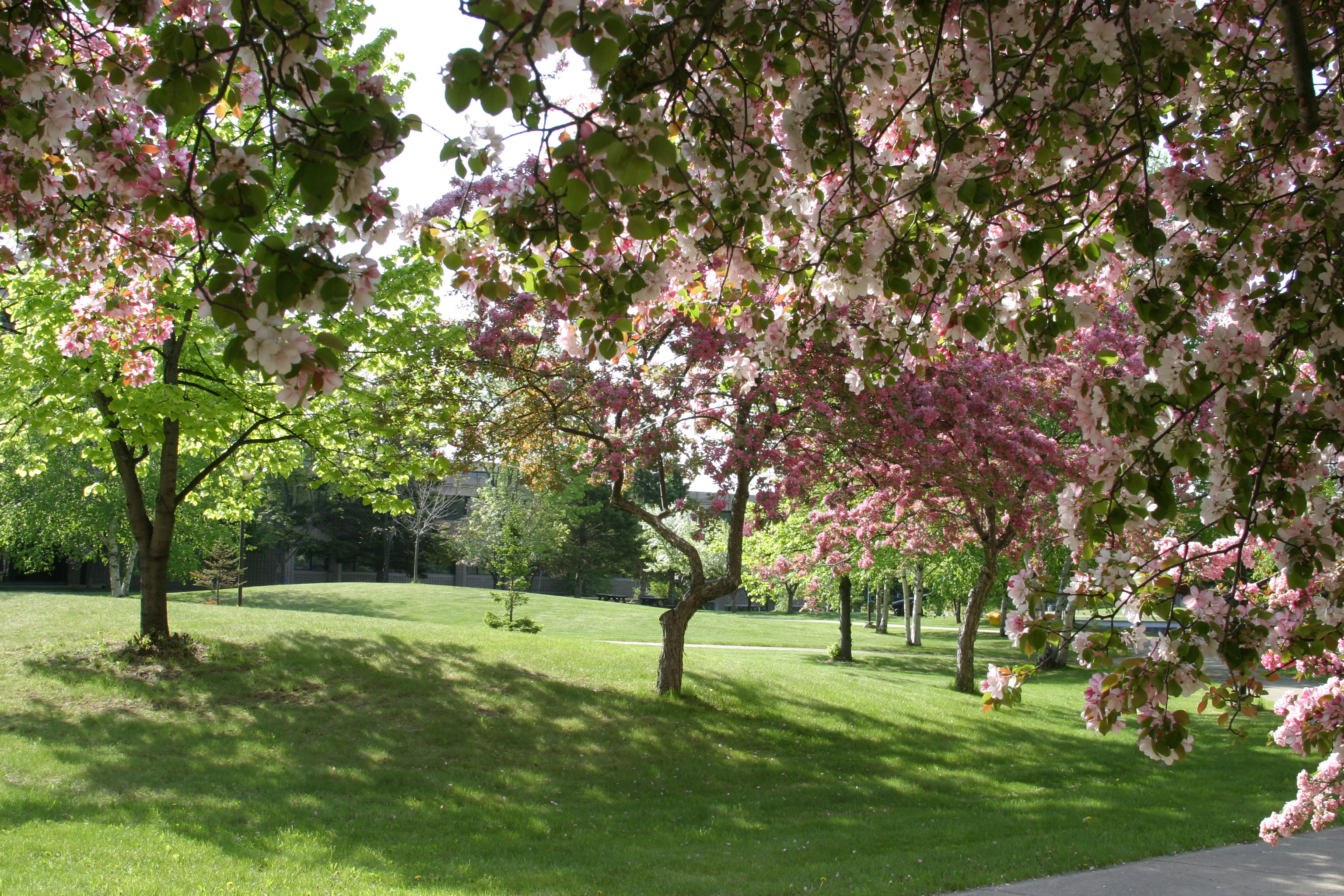 Apple Trees Apple trees in bloom on Thunder Bay campus