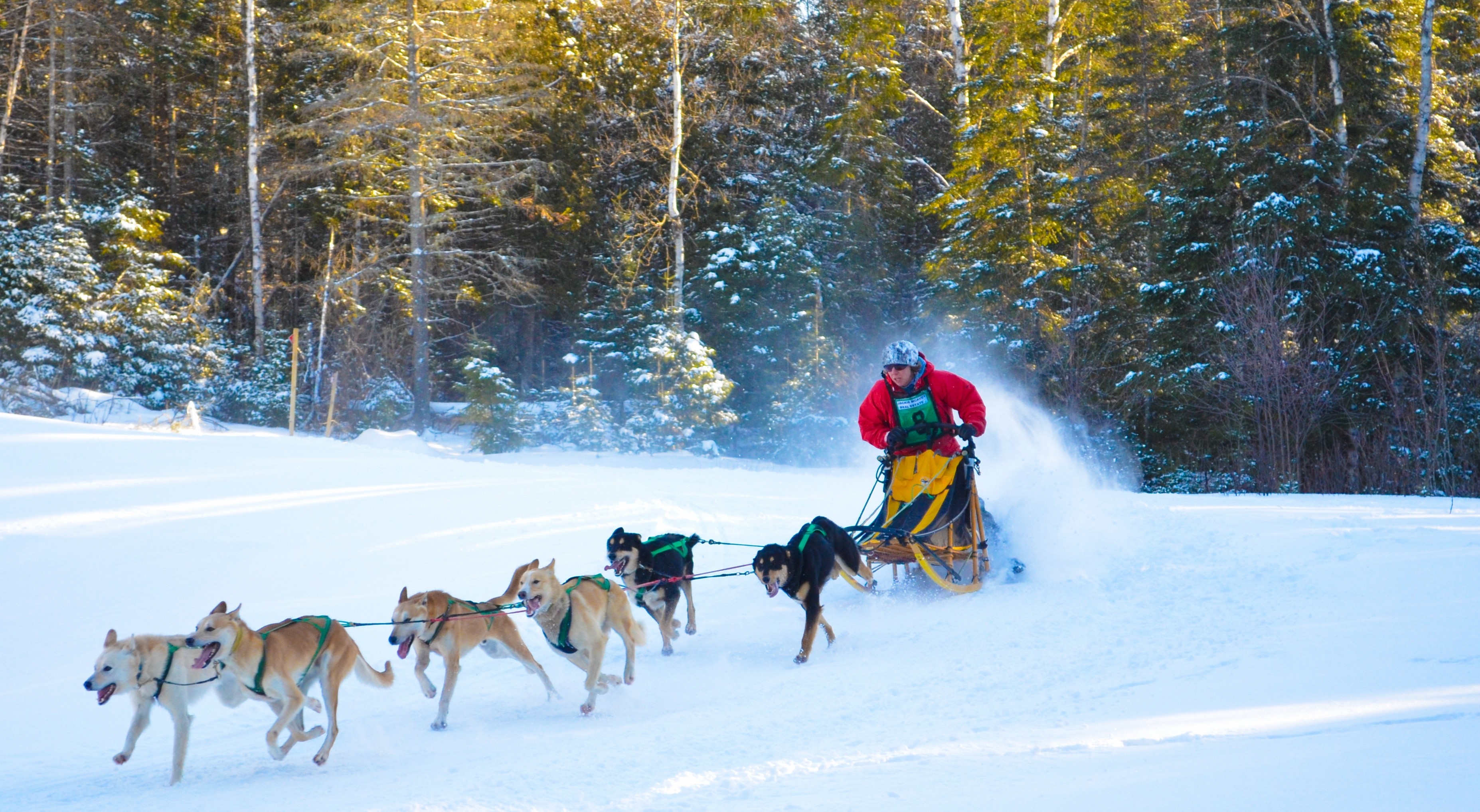 Dogsledding race through a field surrounded by a forest