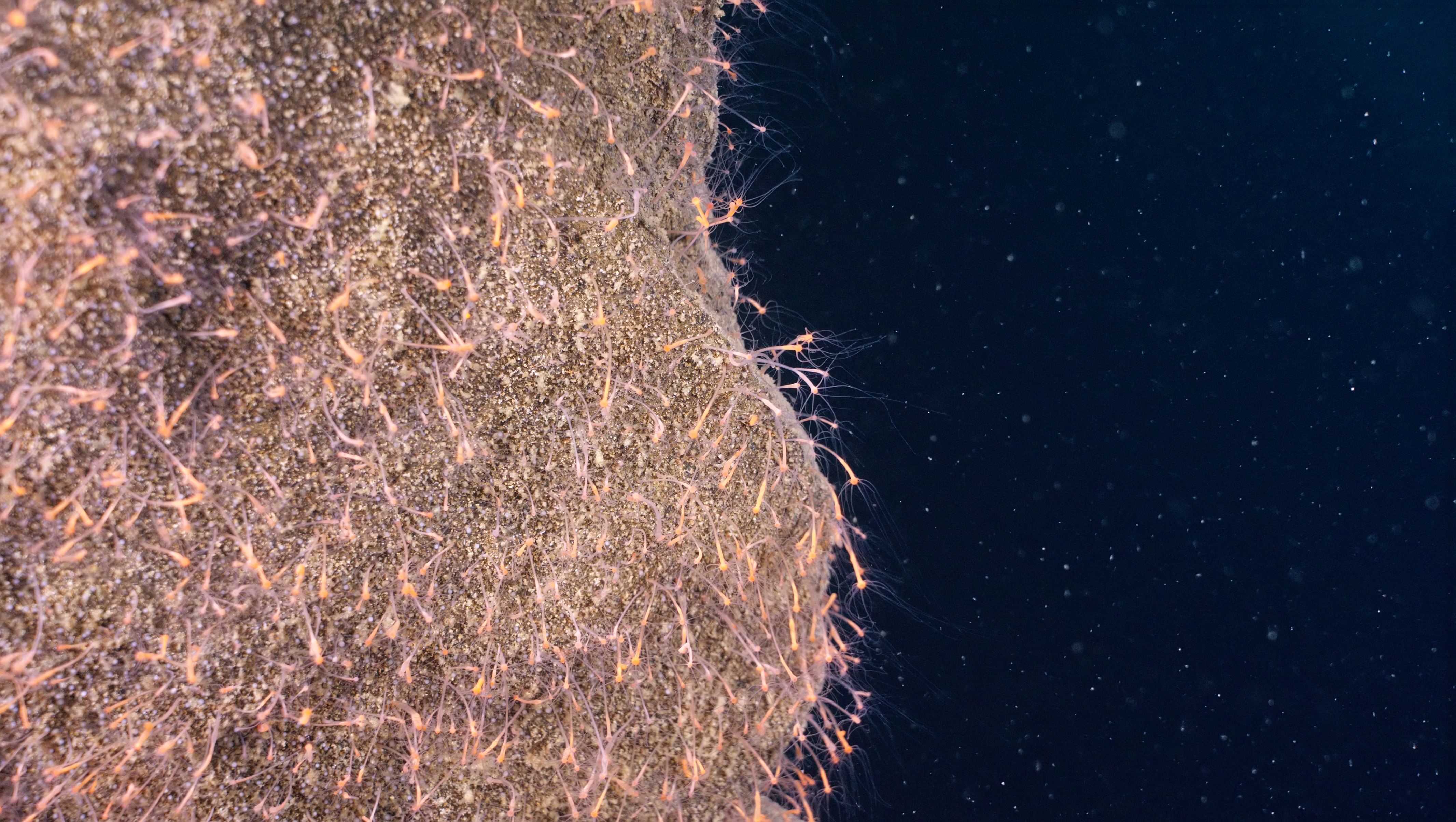 A cliff face of the Superior Shoal covered with luminescent hydra