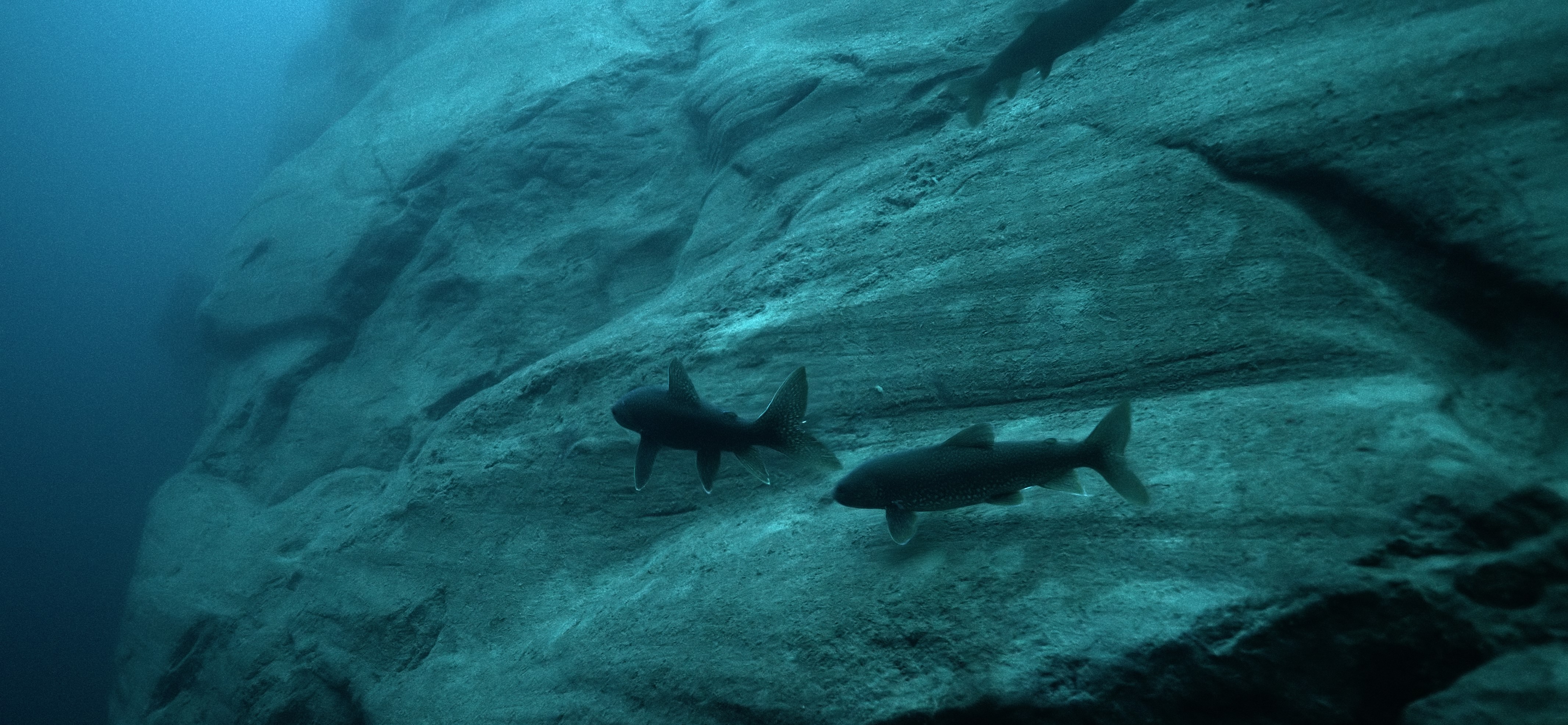 Two redfin trout swim past the Superior Shoal