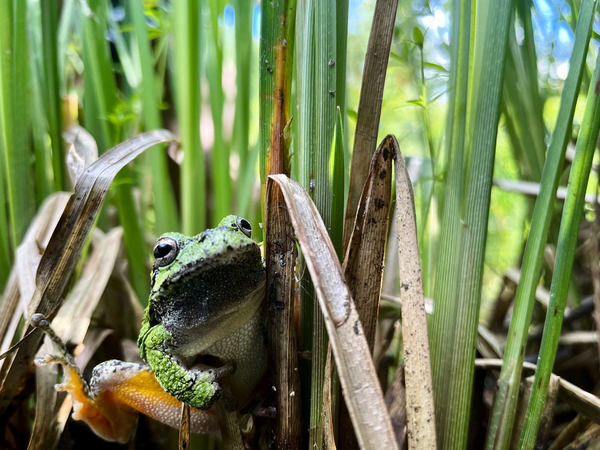 The Fragile and Fascinating World of Frogs | Lakehead University
