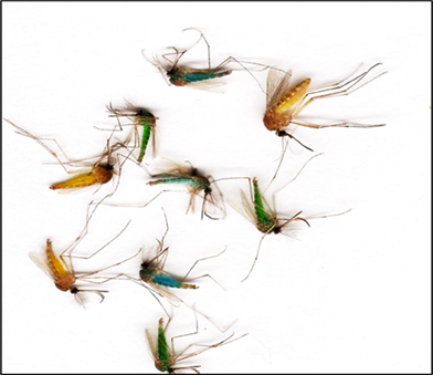 Several brightly coloured dead mosquitoes 