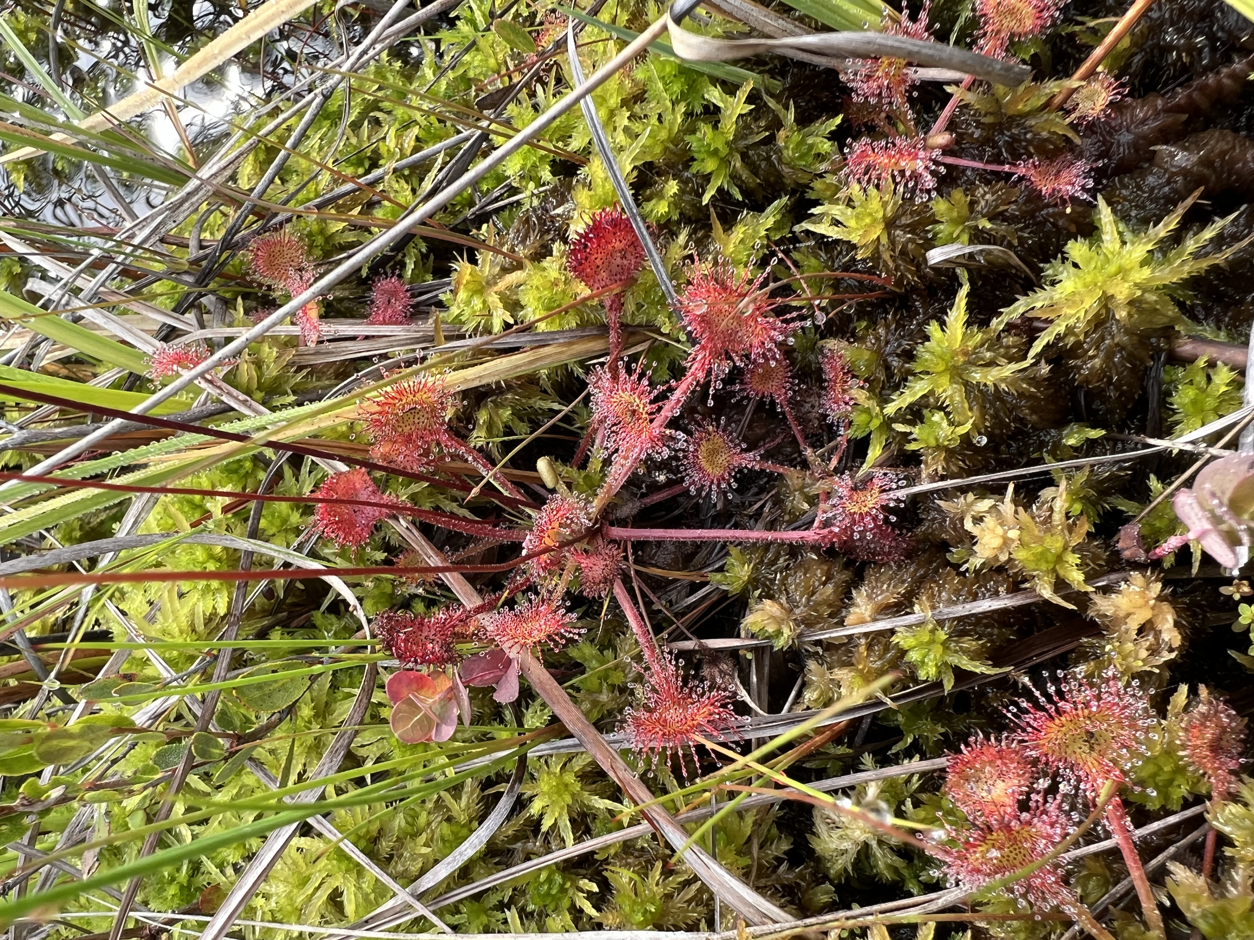 Red sundew plants in a bog