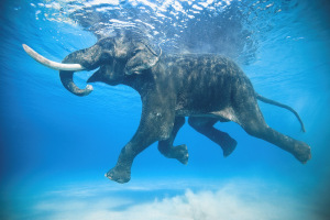 Photo of an elephant swimming