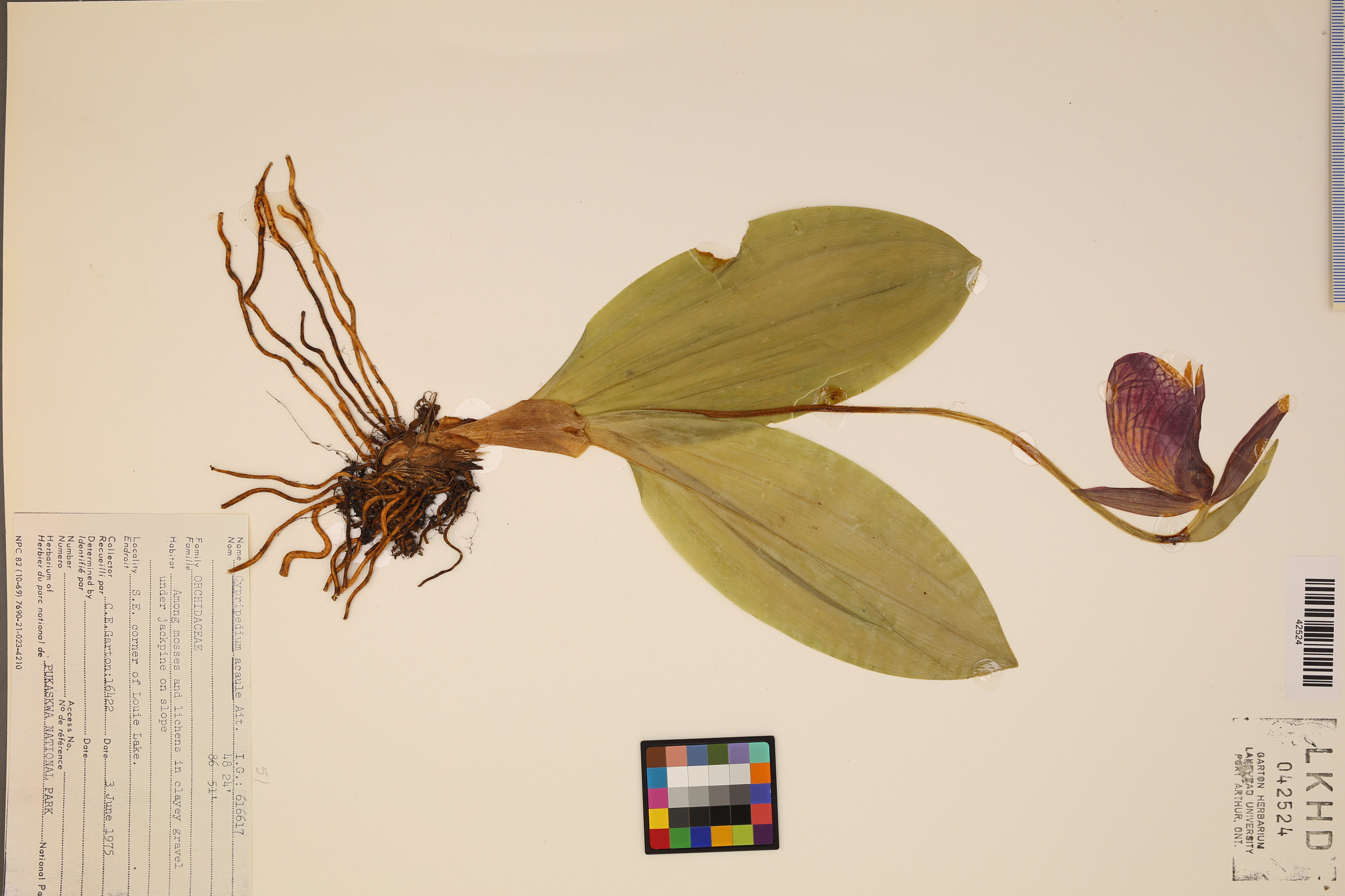 A plant voucher of a pressed lady slipper orchid with an information label in the lower right corner