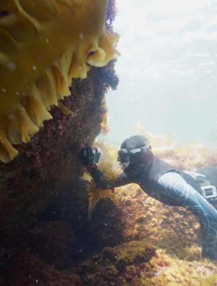 Teigan Labor films underwater footage of a coral reef while freediving