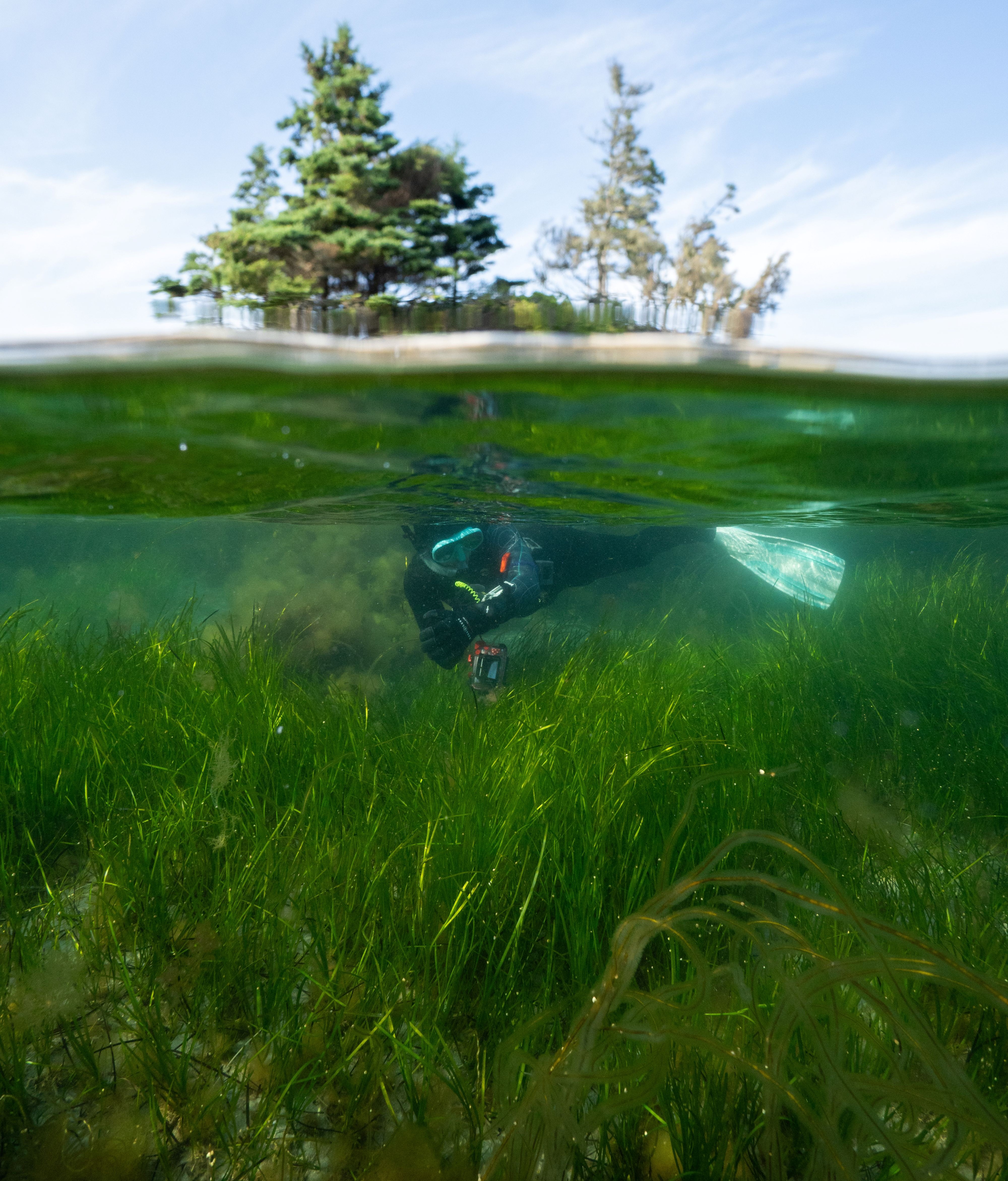 Teigan Labor, wearing a wetsuit and a snorkelling mask and with a video camera hanging from a wrist, swims among eelgrass