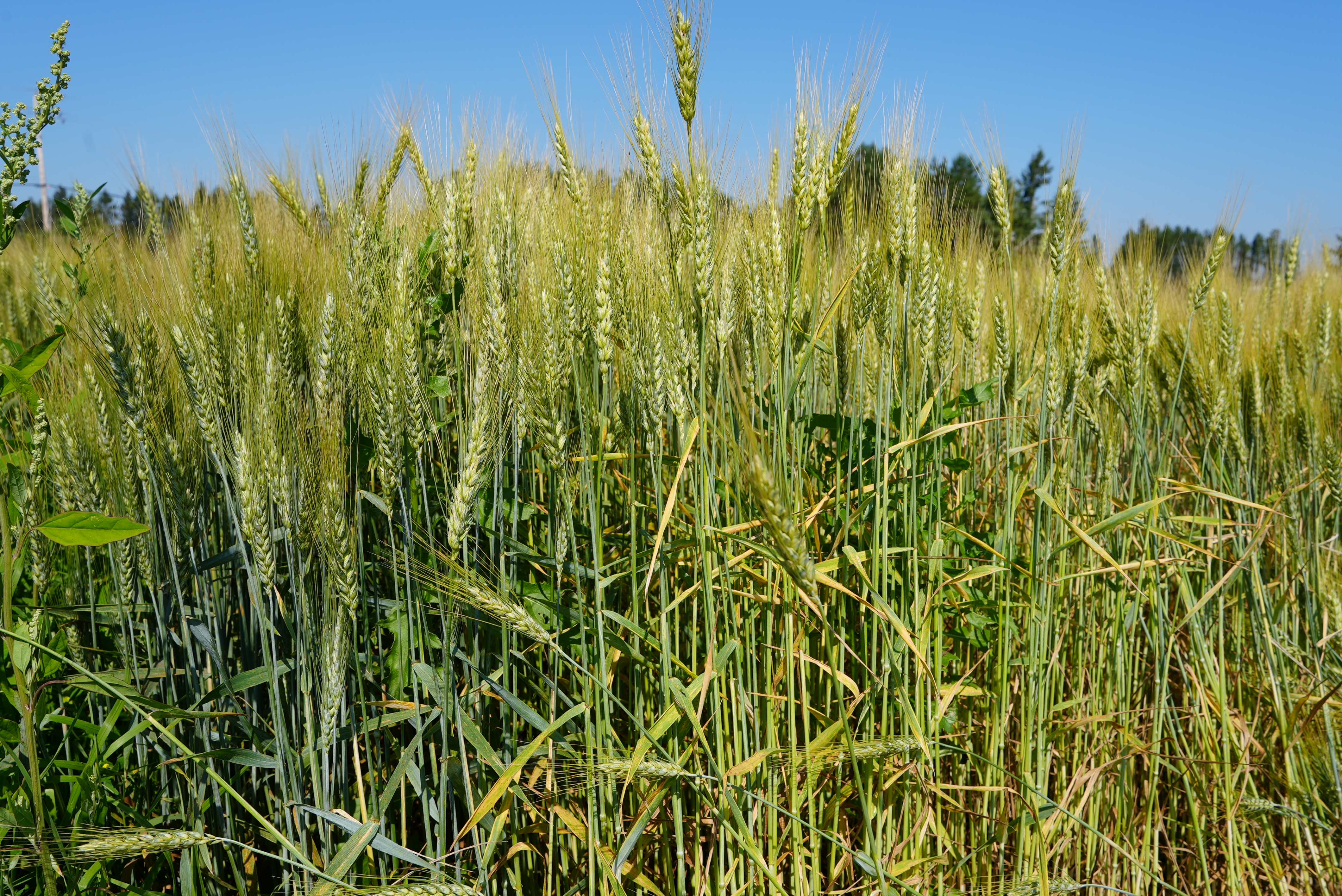 A close up of winter wheat growing on the Lakehead University Agricultural Research Station