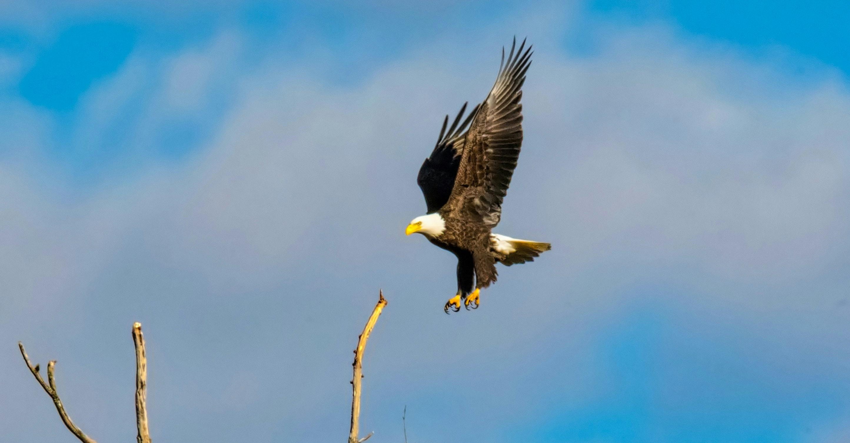 A bald eagle flight gets ready to land on the top of a dead tree