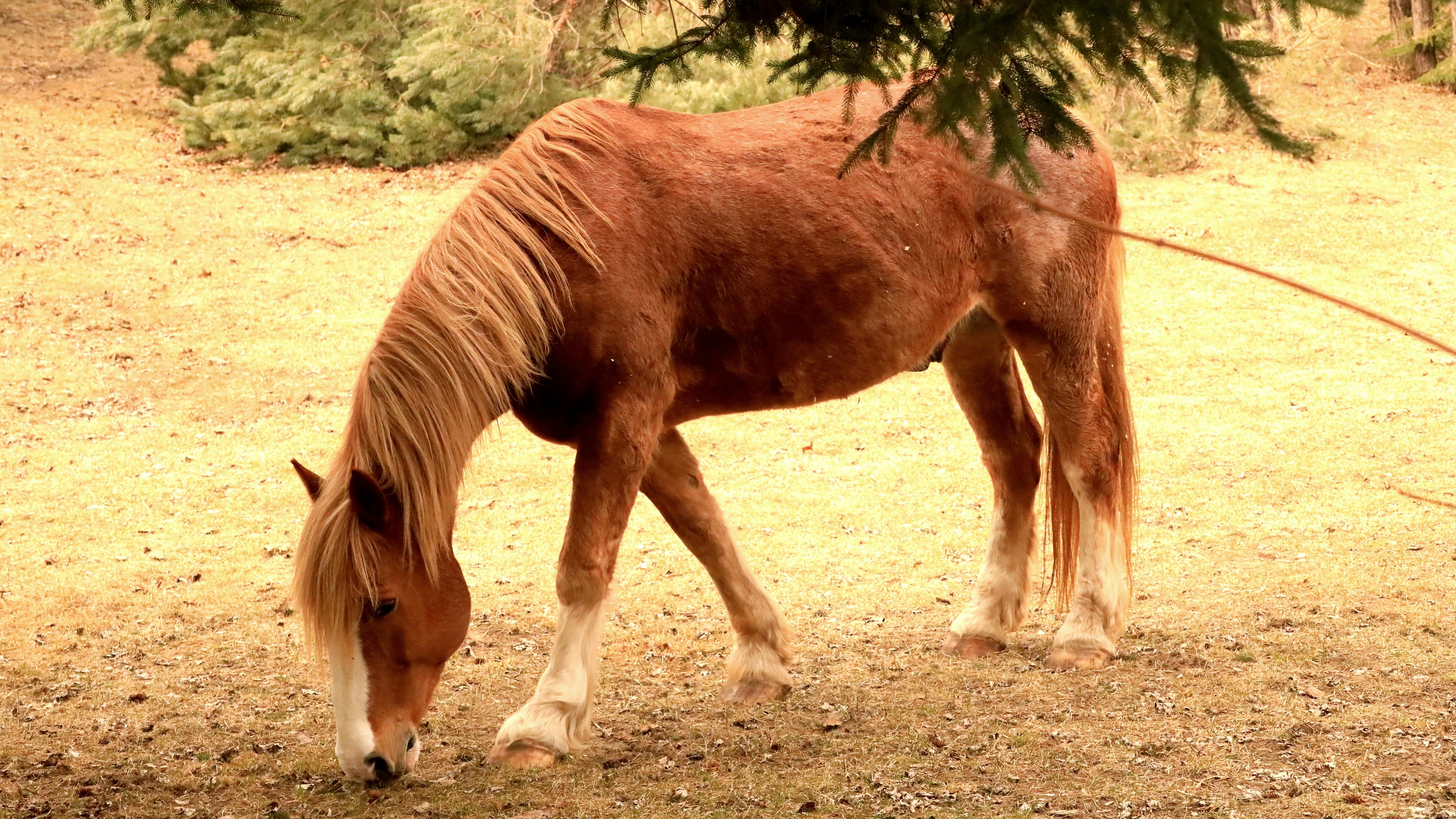 A reddish-brown horse with white markings grazes near trees