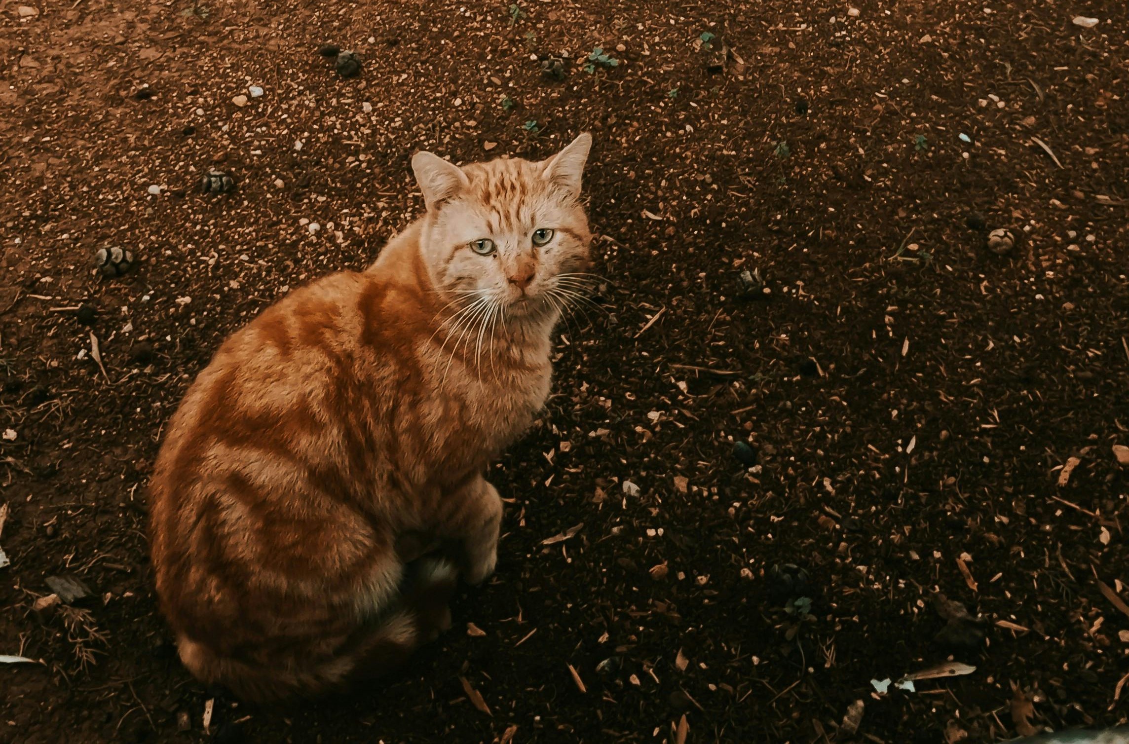 An orange tabby cat sitting on the ground