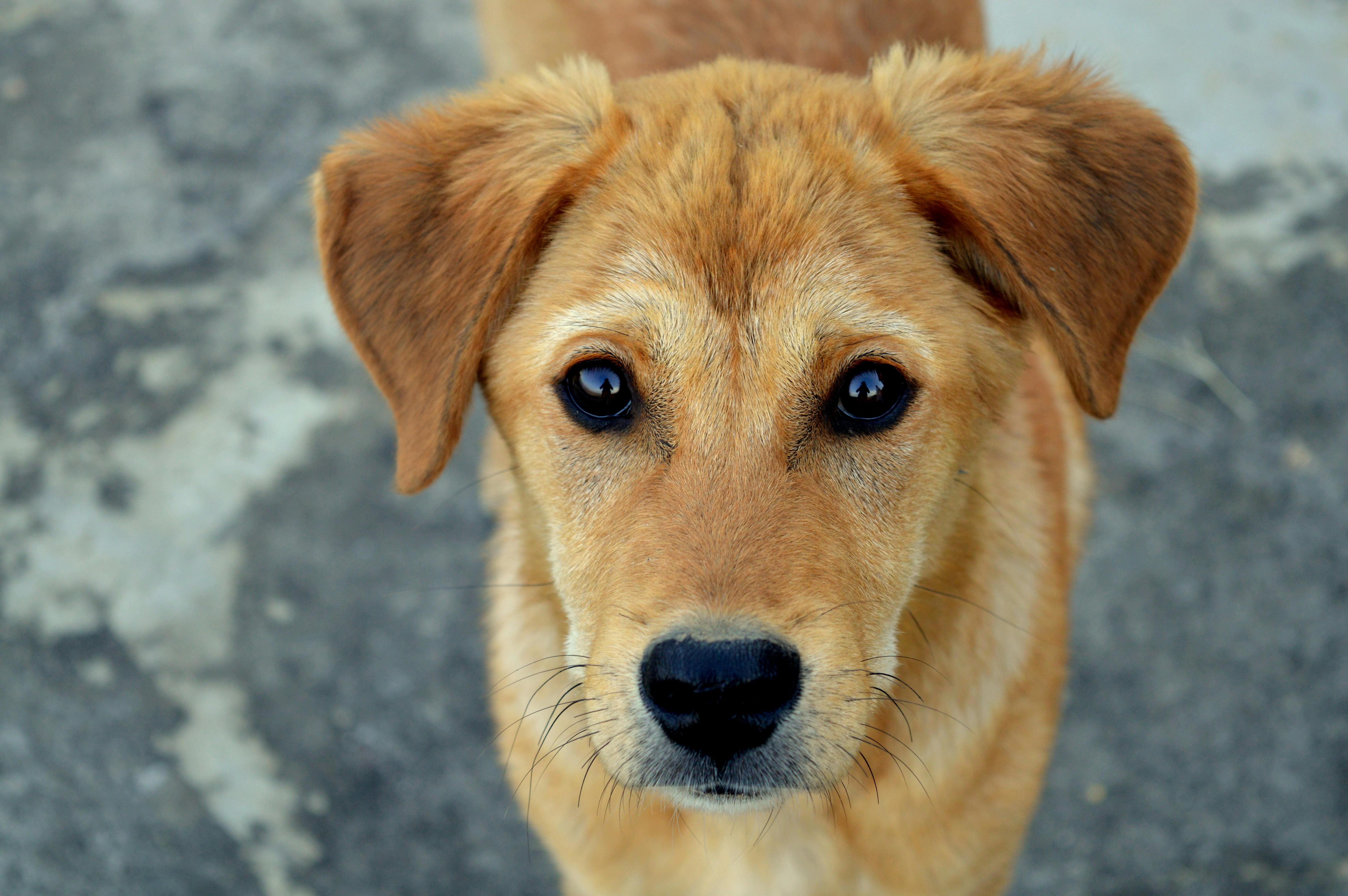 A reddish-coloured dog with sad eyes