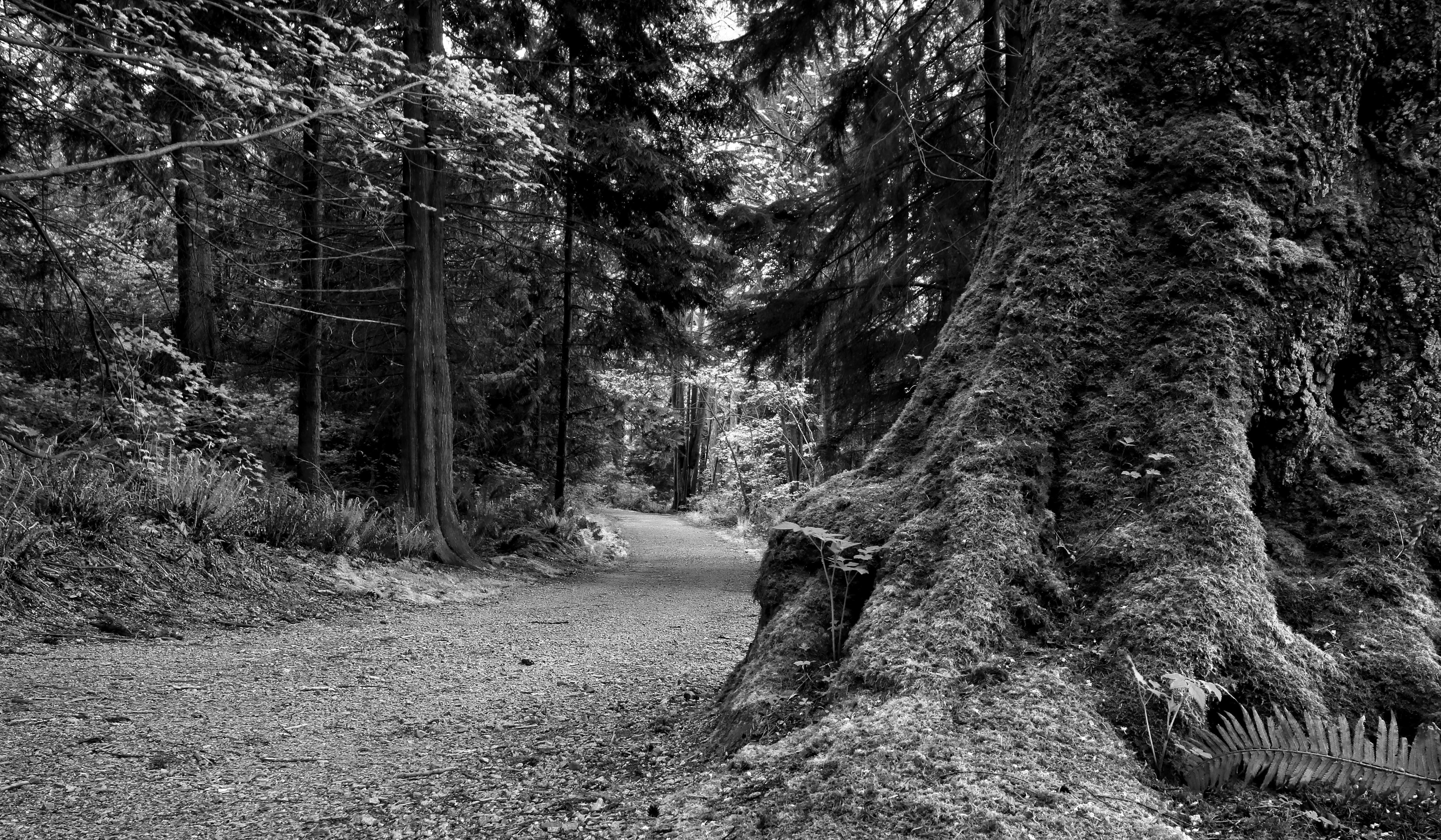 Black and white photo of a trail through Vancouver's Stanley Park