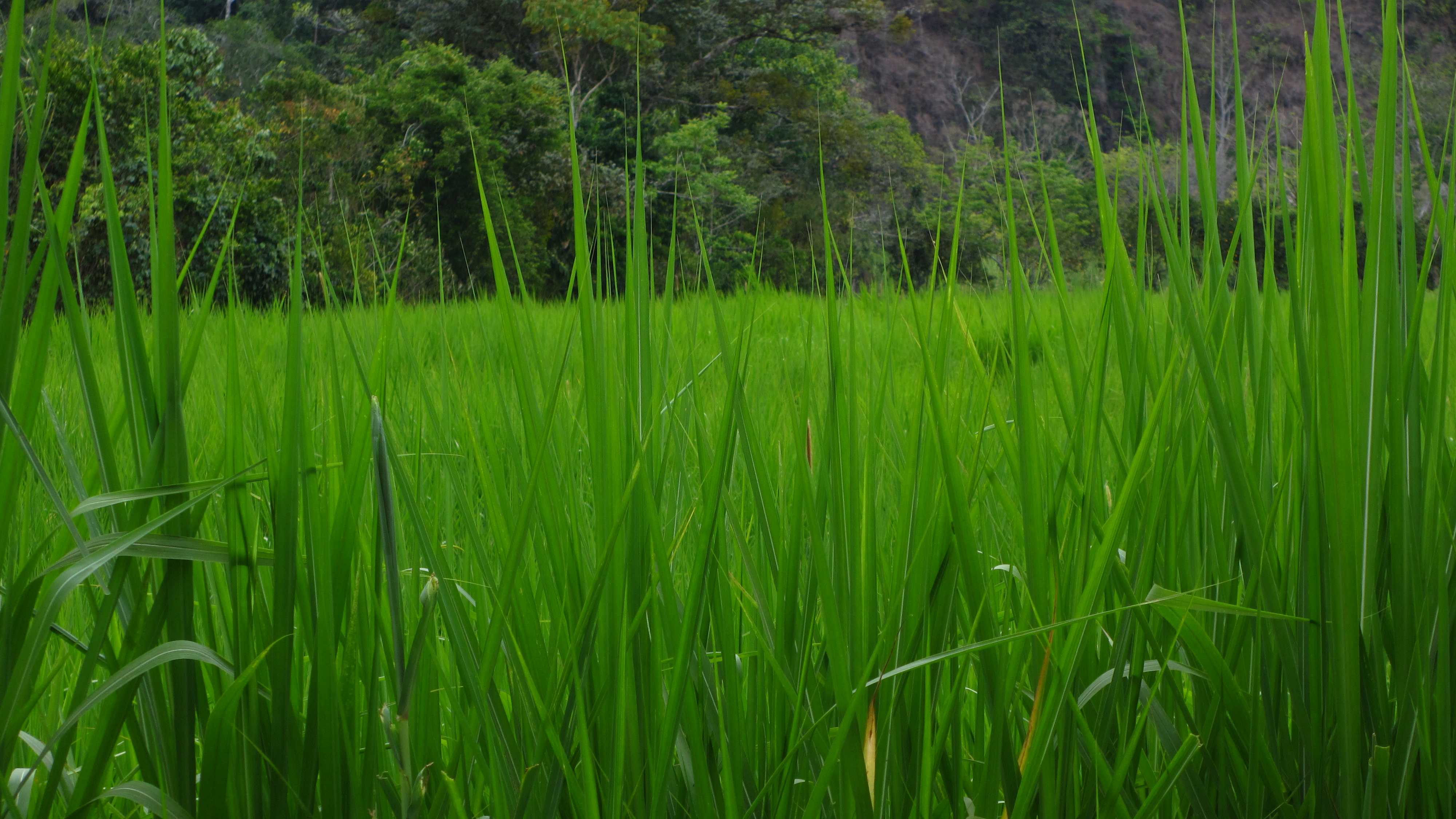 an image of tall grass