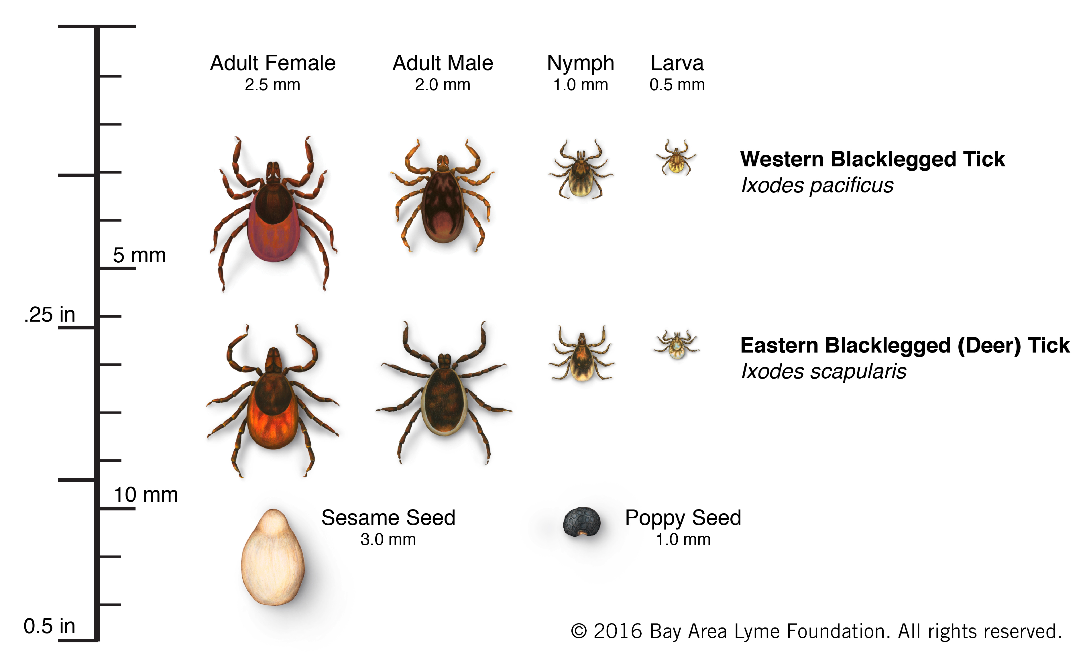 table outlining the various types and sizes of blacklegged ticks.