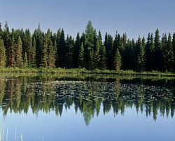 Ontario Forest