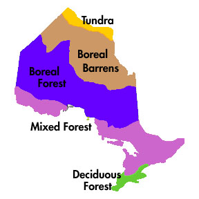 Ontario Forest Map