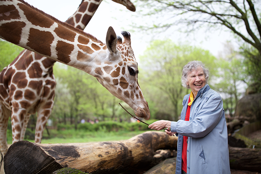 Anne Innis Dagg feeds a giraffe at the Chicago Zoo