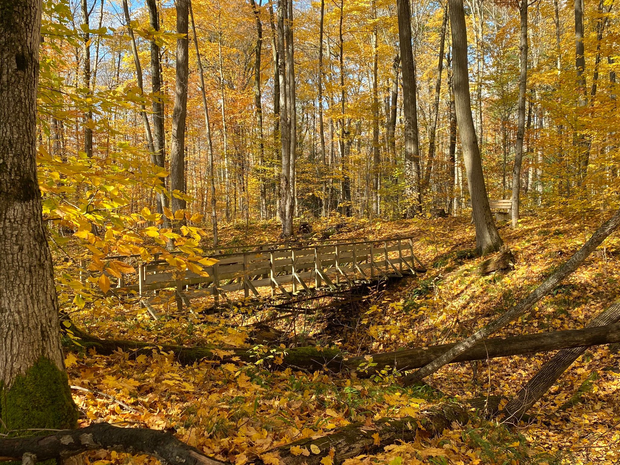 Wooden bridge crossing a ravine, in the woods during fall, leaves coloured orange