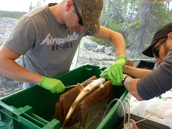 University of Manitoba PhD student Matthew Guzzo inserts a telemetry tag into a Lake Trout. It harmlessly records valuable information.