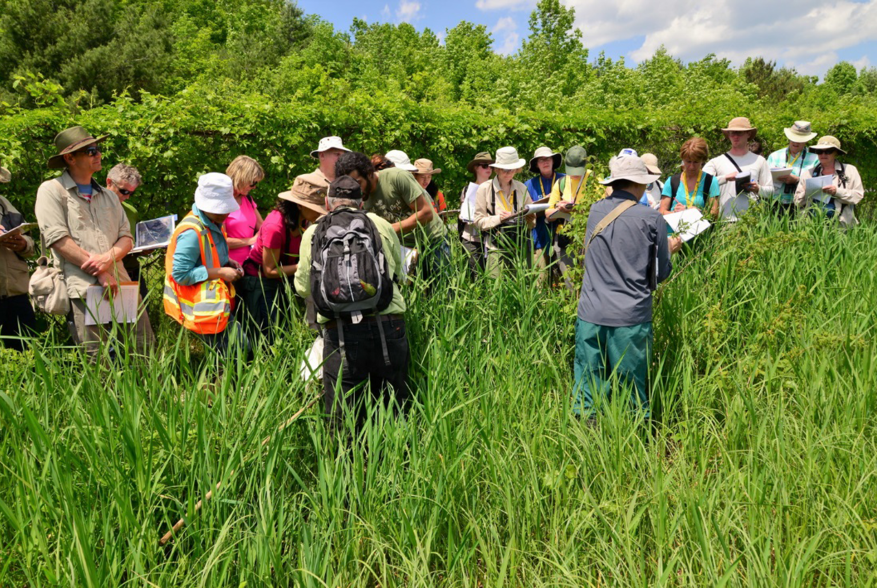 Men and women standing in tall green grass on a sunny day watching for birds