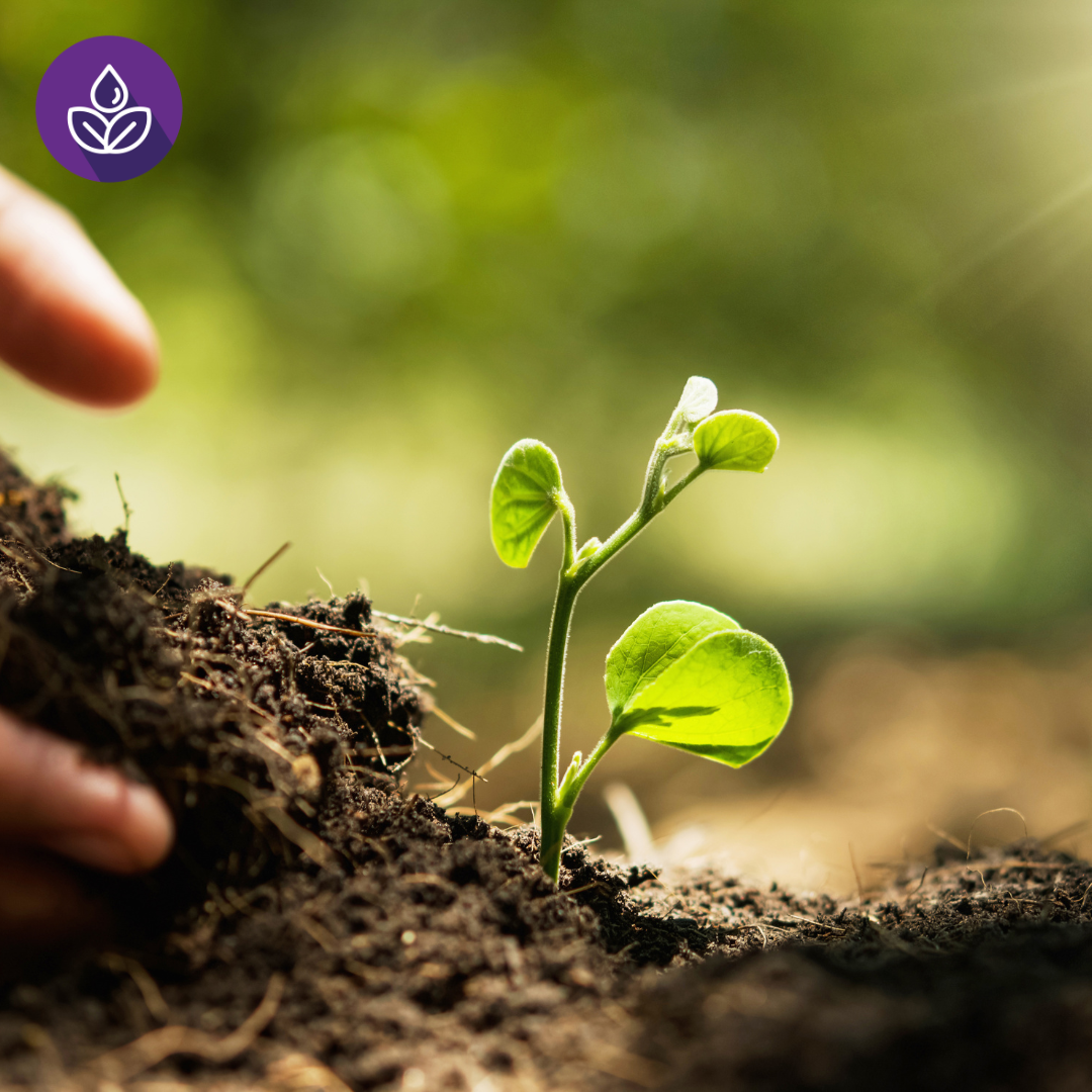 hand packing dirt near a sprout