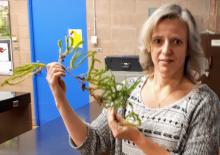 Susanne with a lycopod. Susanne with a lycopod.