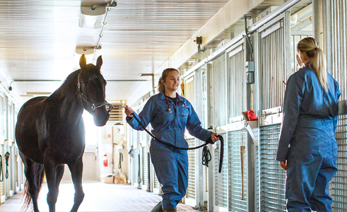 Two students walking a horse to its stable