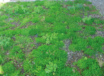 Plant life on Academic Building green roof