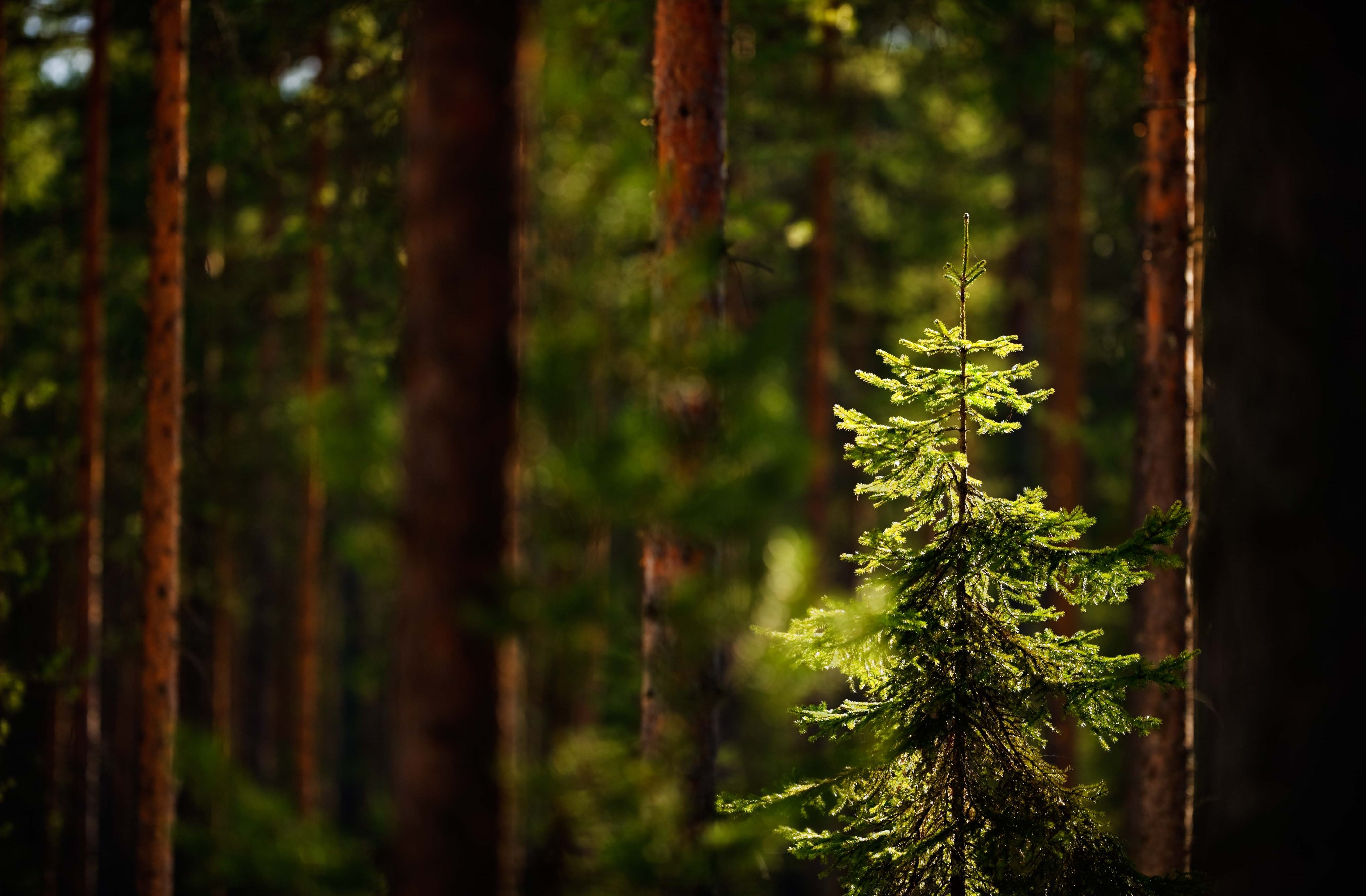 Boreal Forest Photo