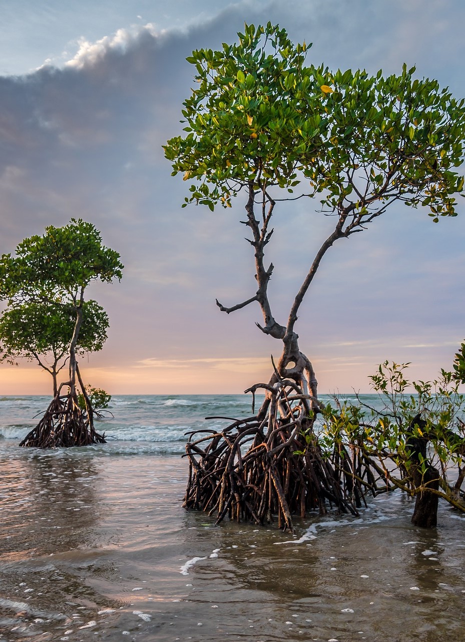 Photo of Trees on a Tropical Beach