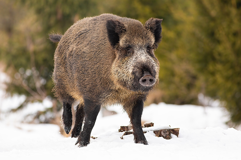 image of wild pig