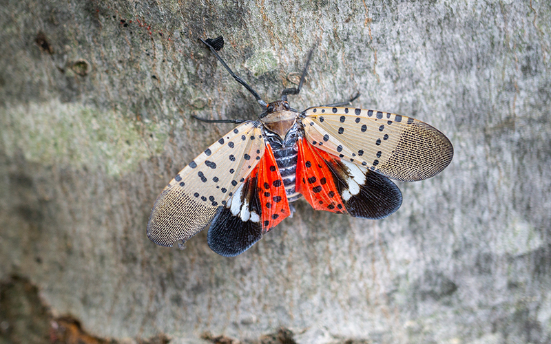 spotted lantern fly