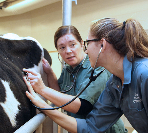 Vets Examining Cow