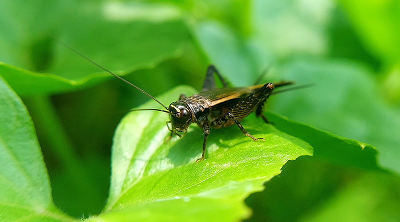 Cricket
