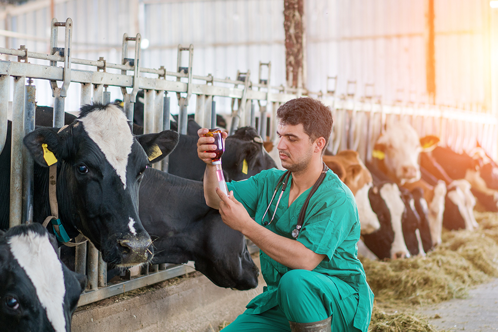 Vet with a cow
