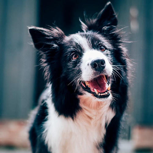 A happy dog