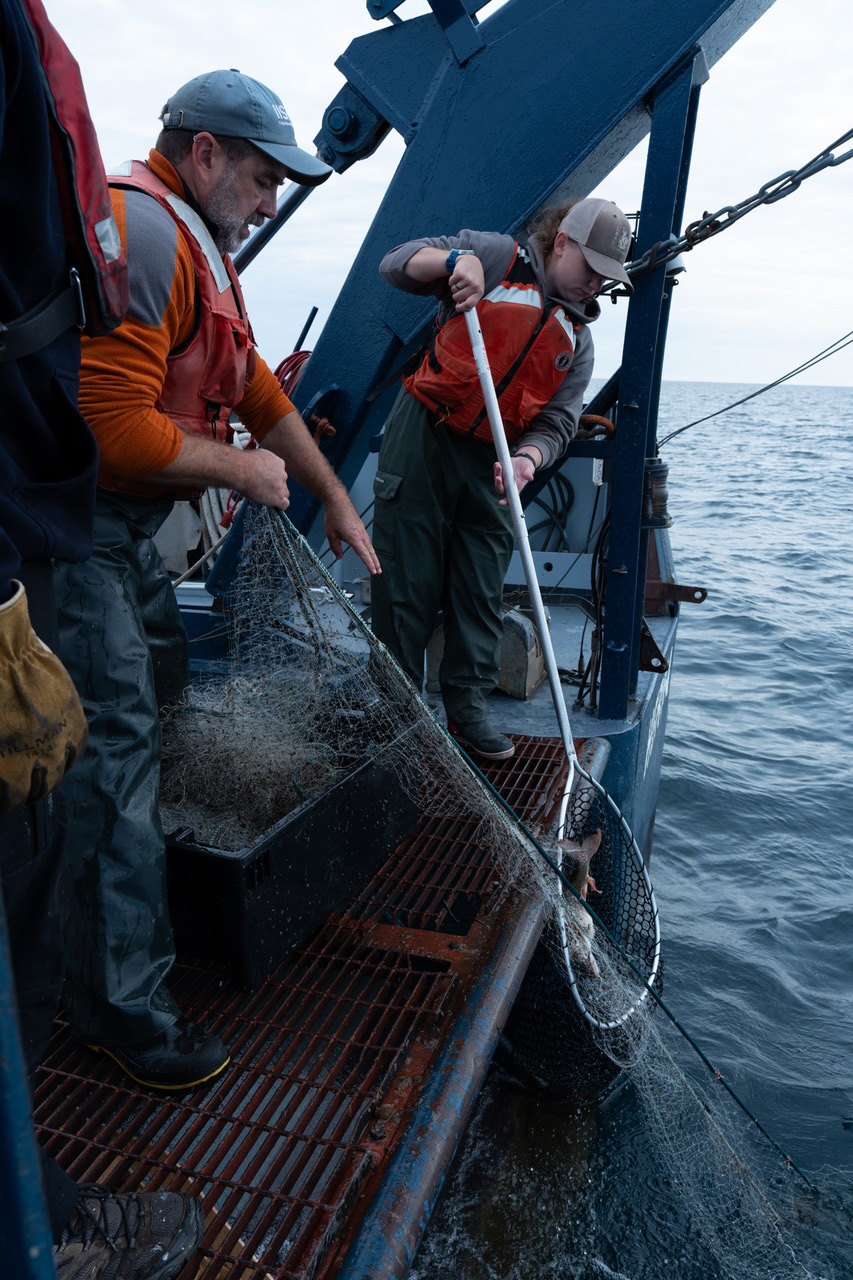 Mike Rennie Pulling Nets