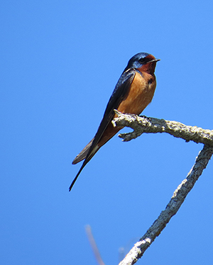 The barn swallow