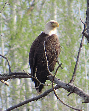 Bald Eagle perched on a tree 