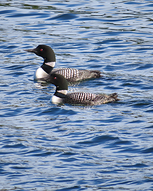 Loons floating on water