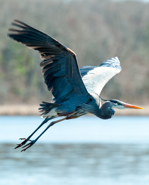 A beautiful blue heron flapping its wings