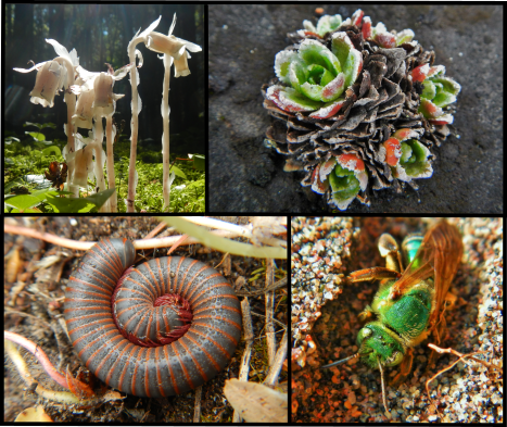Plant and animal photos