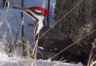 Woodpecker sitting in the snow on the ground in front of a tree