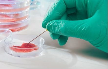 cellular agriculture